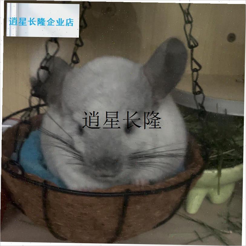 l龙猫吊床解闷玩具秋n千专用夏季吊窝装饰防咬宠物悬挂吊篮用品大