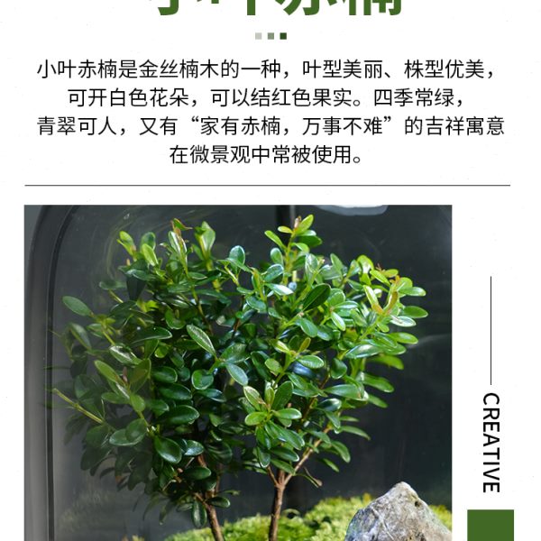桌面绿植景观成品好养创意绿植室内玻璃苔藓植物生态瓶装饰摆件