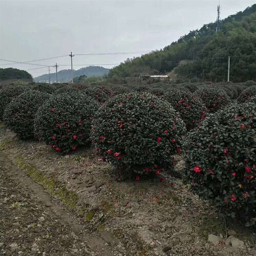 苗木 绿化工程 园林 60公分茶梅球 庭院绿化茶梅球 常绿灌木