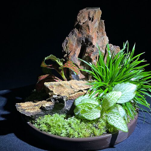 金钱菖蒲盆景菖蒲草苔藓虎须紫砂花盆茶桌办公桌面小盆栽绿植花衯