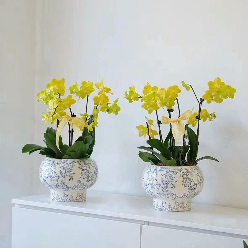 青花瓷纹蝴蝶兰陶瓷花盆中国风室内装饰复古瓷器绿植花卉通用盆