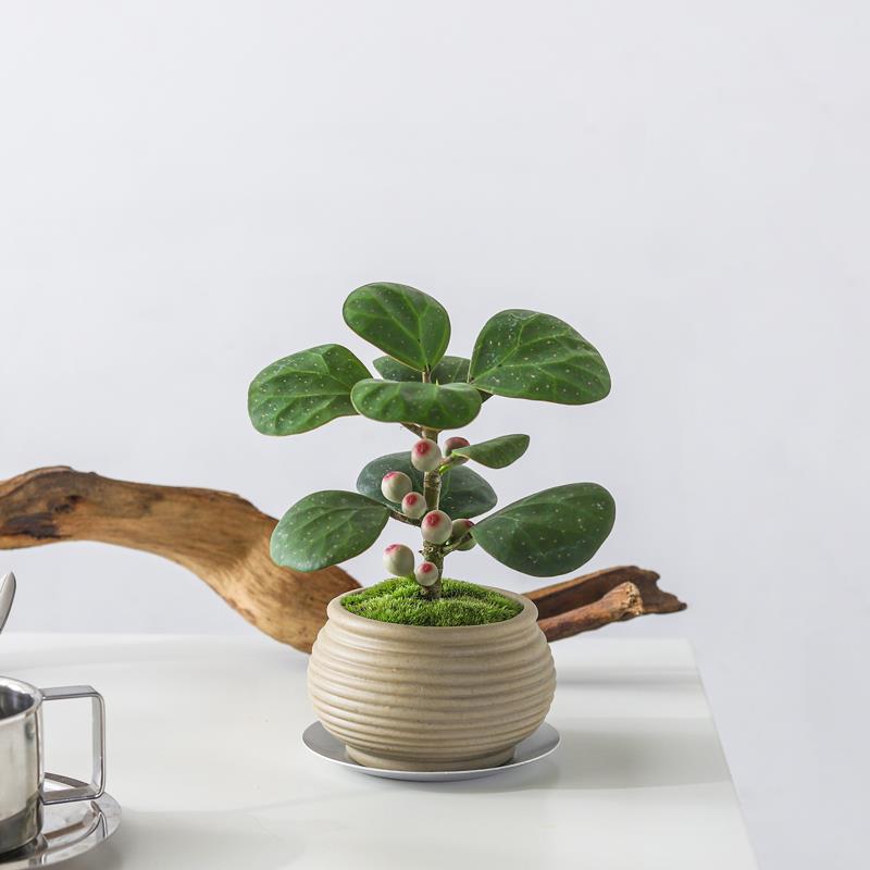 小盼菩提树盆栽植物室内观果绿植客厅盆景办公室净化空气桌面好养