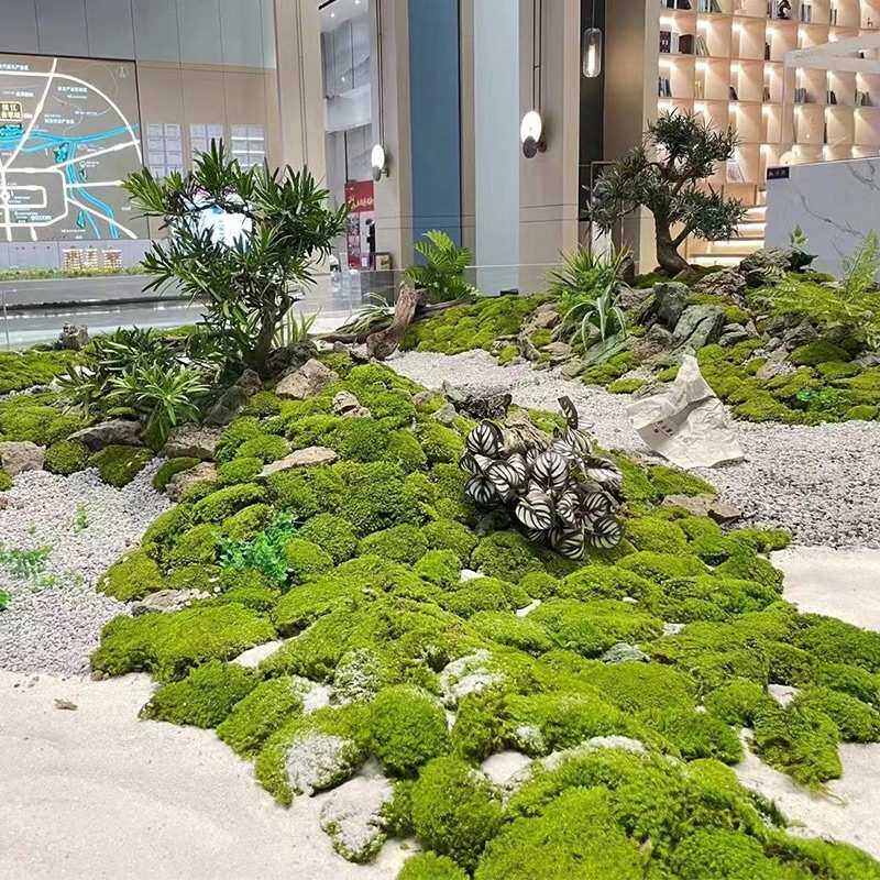 青苔永生苔藓植物墙面鹿角藓白发藓大灰藓室内微景观造景草坪