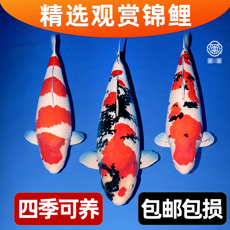 锦鲤活体好养耐活淡水精品观赏鱼新手可养大型冷水鱼红白三色锦鲤
