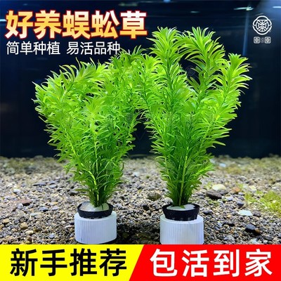 蜈蚣草水草绿菊真植物鱼缸造景阴性养鱼懒人新手后景净化水质水草
