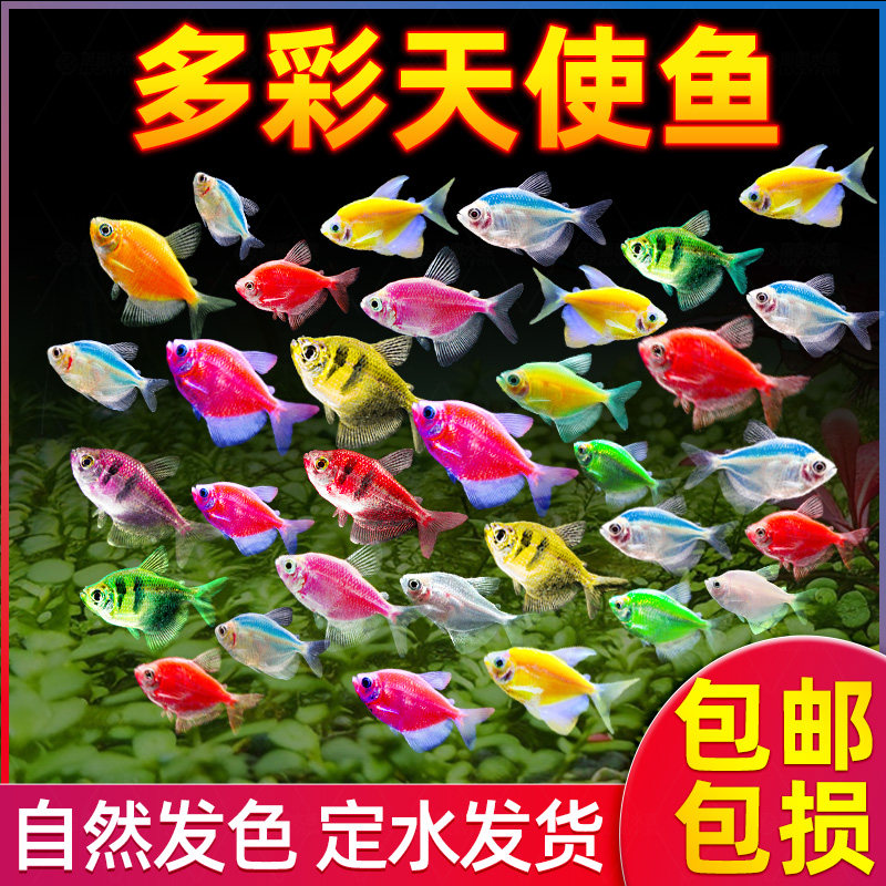 天使鱼活鱼小型热带鱼苗观赏鱼好养耐活自来水冷水淡水群游观赏鱼,宠物/宠物食品及用品,鱼,淘宝优惠券,粉丝福利购,淘宝优惠卷