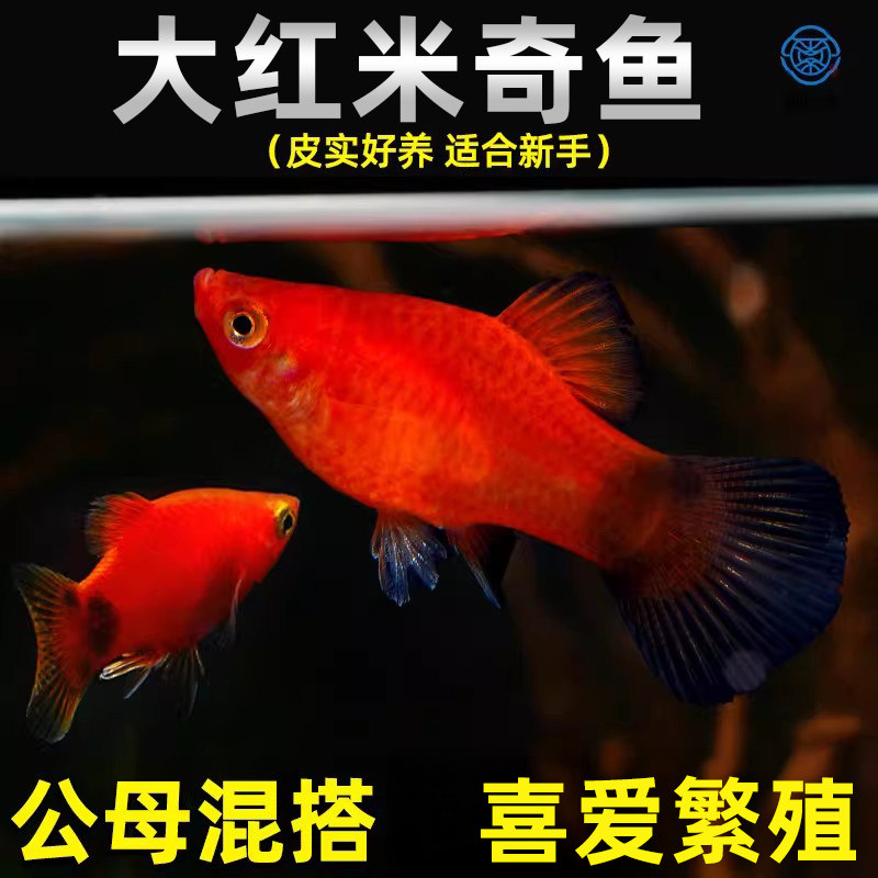 精品红米奇小型鱼活体观赏鱼玛丽鱼小鱼胎生鱼热带鱼鱼苗好养耐活