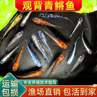 观背青鳉苗耐活青锵鱼可孵化卵不打氧淡水冷水红白青锵鱼原生迷你