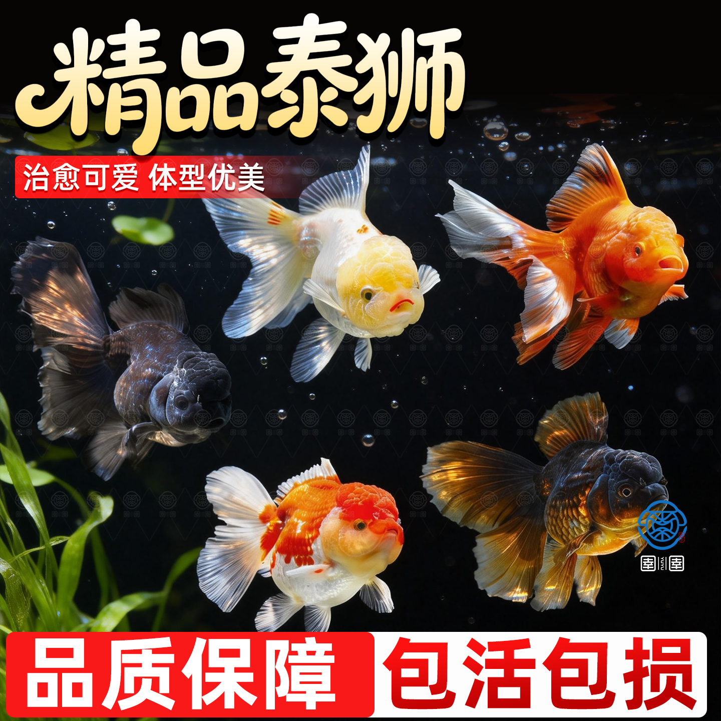 淡水泰狮红国狮红白狮金鱼龙睛菠萝狮子头好养耐活冷水宠物观赏鱼