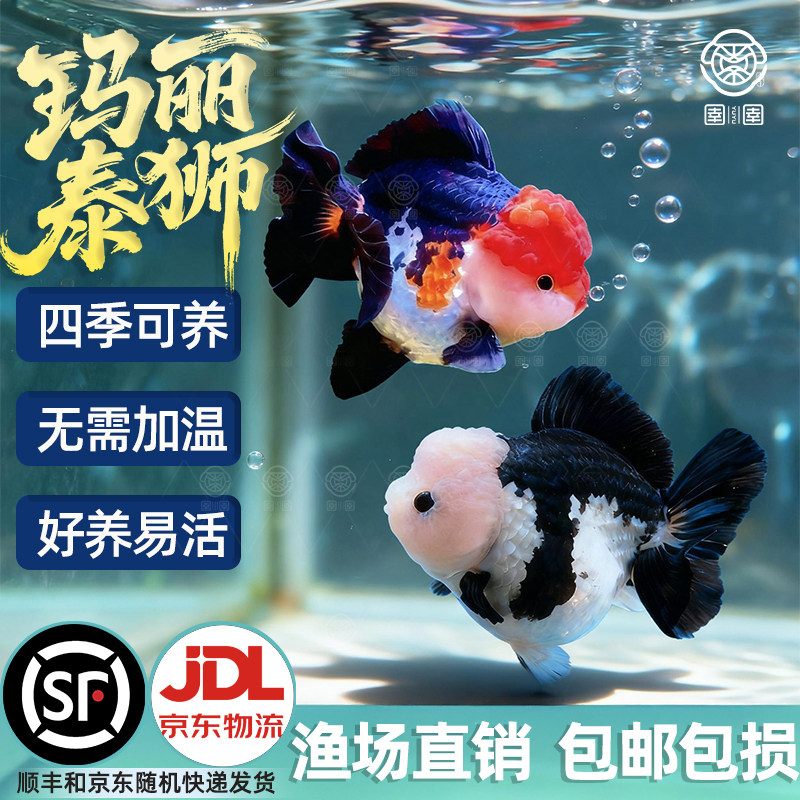 顺丰玛丽泰狮金鱼活鱼黑白熊猫三色鱼苗观赏鱼冷水淡水好养耐活,宠物/宠物食品及用品,鱼,淘宝优惠券,粉丝福利购,淘宝优惠卷