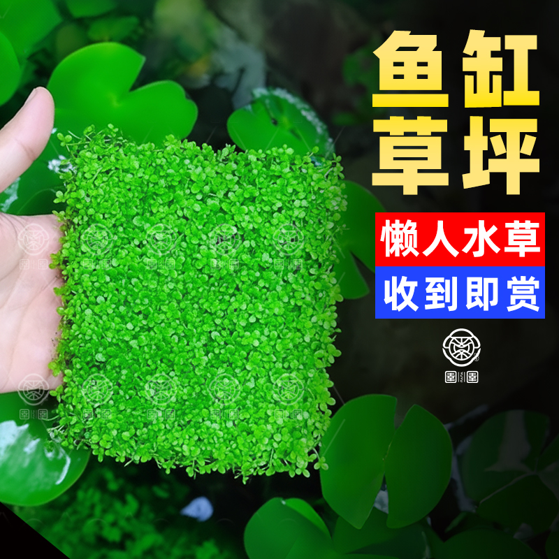 爬地矮珍珠水草日本趴地矮