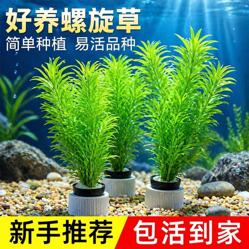 蜈蚣草水草绿菊真植物鱼缸造景阴性养鱼懒人新手后景净化水质水草