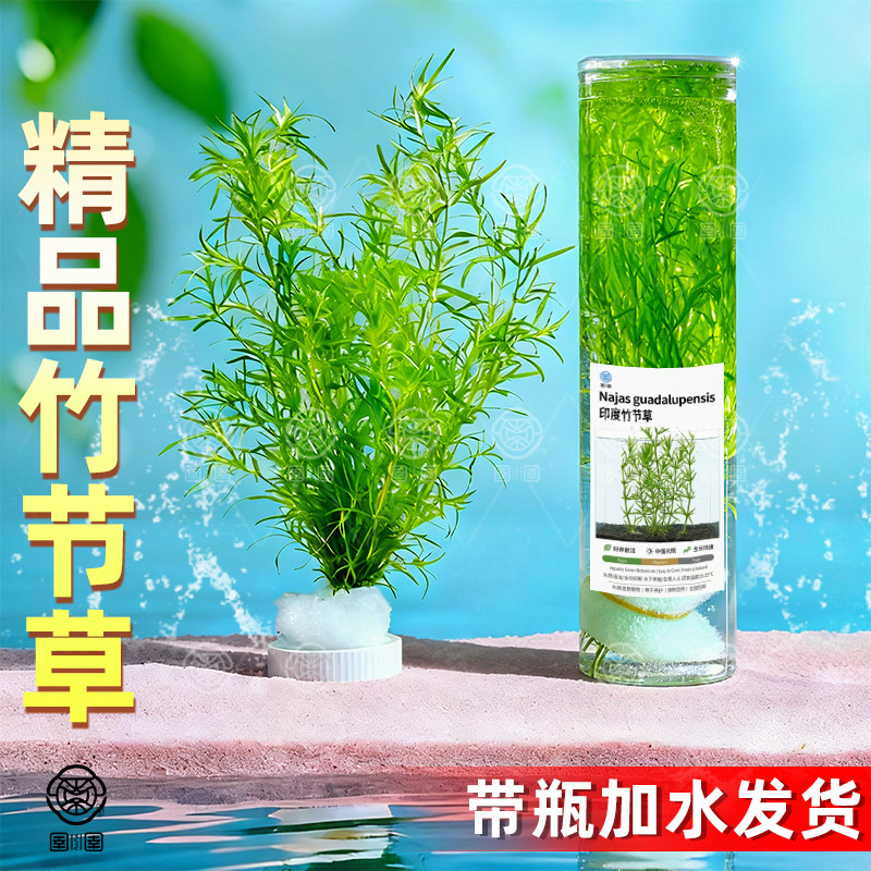 印度小竹节水草新手懒人练习阴性水草鱼虾躲避净化鱼缸水质孔雀鱼