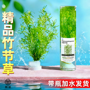 印度竹节草带根小竹节水草鱼缸专用孔雀鱼新手懒人阴性净化水质