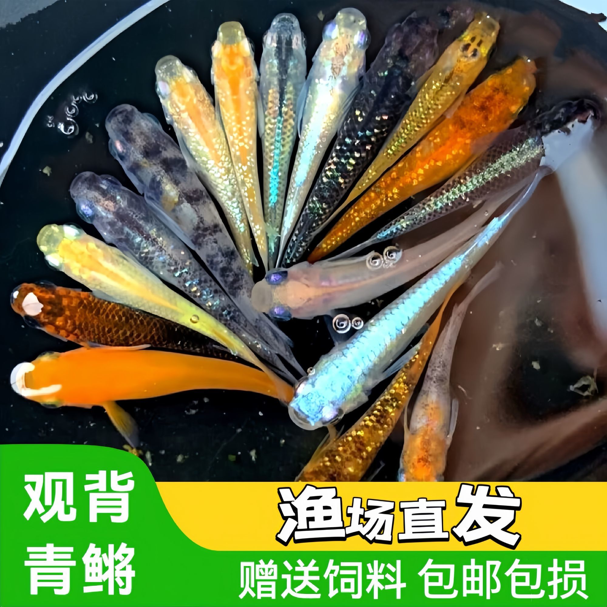 观背青鳉鱼不加温小型鱼