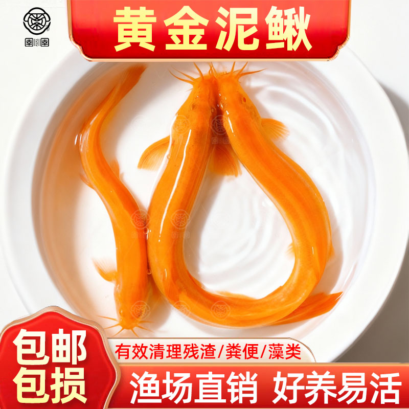 冷水黄金泥鳅鱼苗观赏鱼金色清洁鱼工具鱼清道夫好养耐活新练手