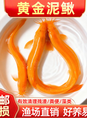 冷水黄金泥鳅鱼苗观赏鱼金色清洁鱼工具鱼清道夫好养耐活新练手