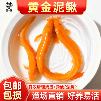 冷水黄金泥鳅鱼苗观赏鱼金色清洁鱼工具鱼清道夫好养耐活新练手