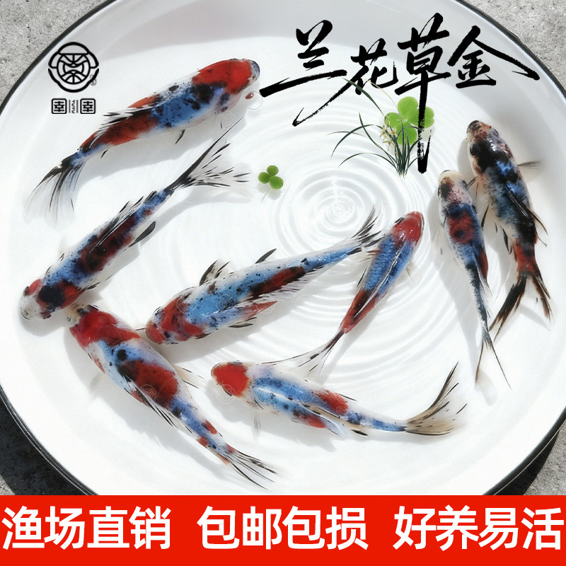 兰花草金鱼冷水鱼观赏鱼鱼缸易存活淡水鱼自来水可养纯种小鱼苗