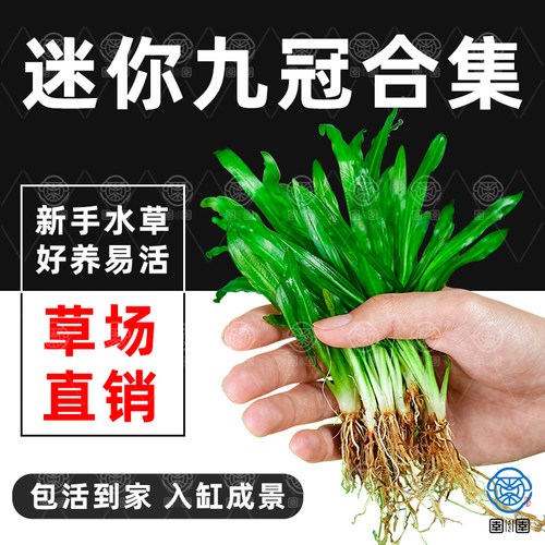迷你绿九冠水草植物皇冠草