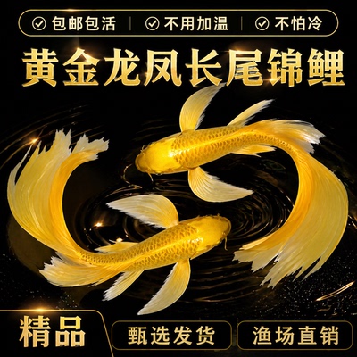 纯种黄金龙凤锦鲤长尾锦鲤活体观赏鱼黄金锦鲤草金鱼淡水冷水好养