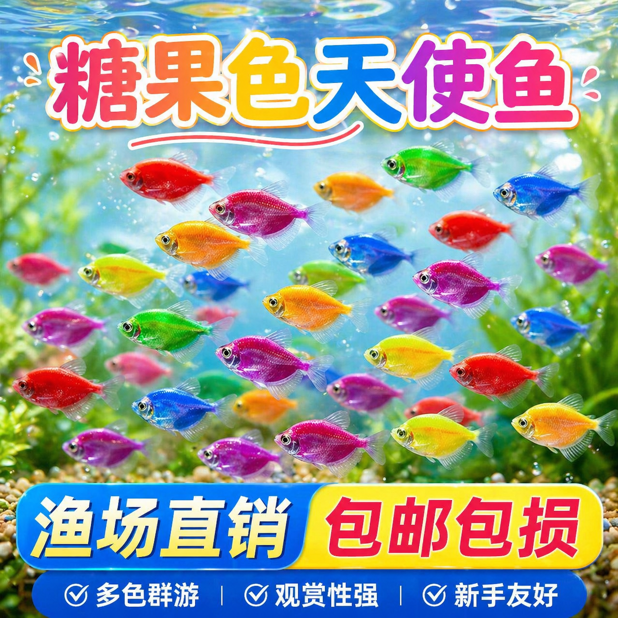 天使鱼观赏鱼活鱼大号群游活体斑马孔雀热带鱼小型鱼淡水好养耐活