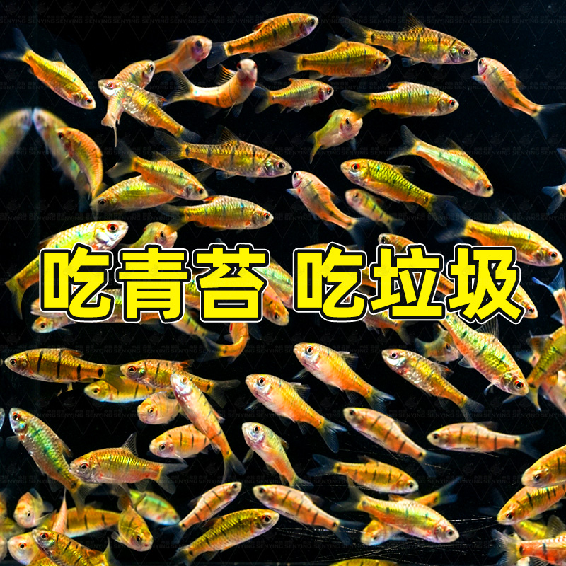 原生态冷水鱼条纹小鲃鱼活体淡水小溪鱼二须鲃群游好养耐活观赏鱼