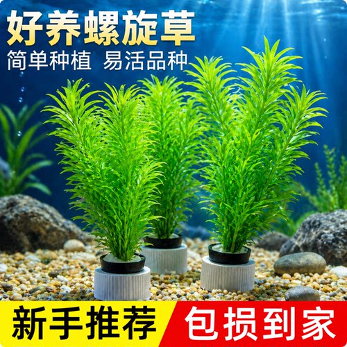 蜈蚣草水草绿菊真植物鱼缸造景阴性养鱼懒人新手后景净化水质水草