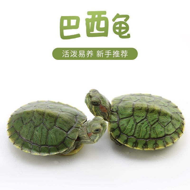 巴西龟大小乌龟龟苗观赏乌龟活物