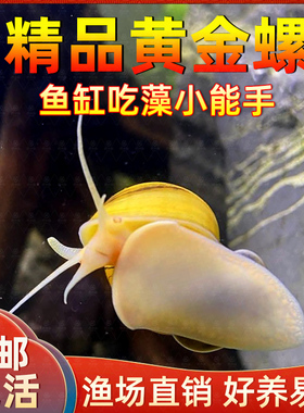 黄金螺鱼缸观赏螺吃藻螺苹果螺斑马螺吃粪工具淡水螺吃残渣除藻螺