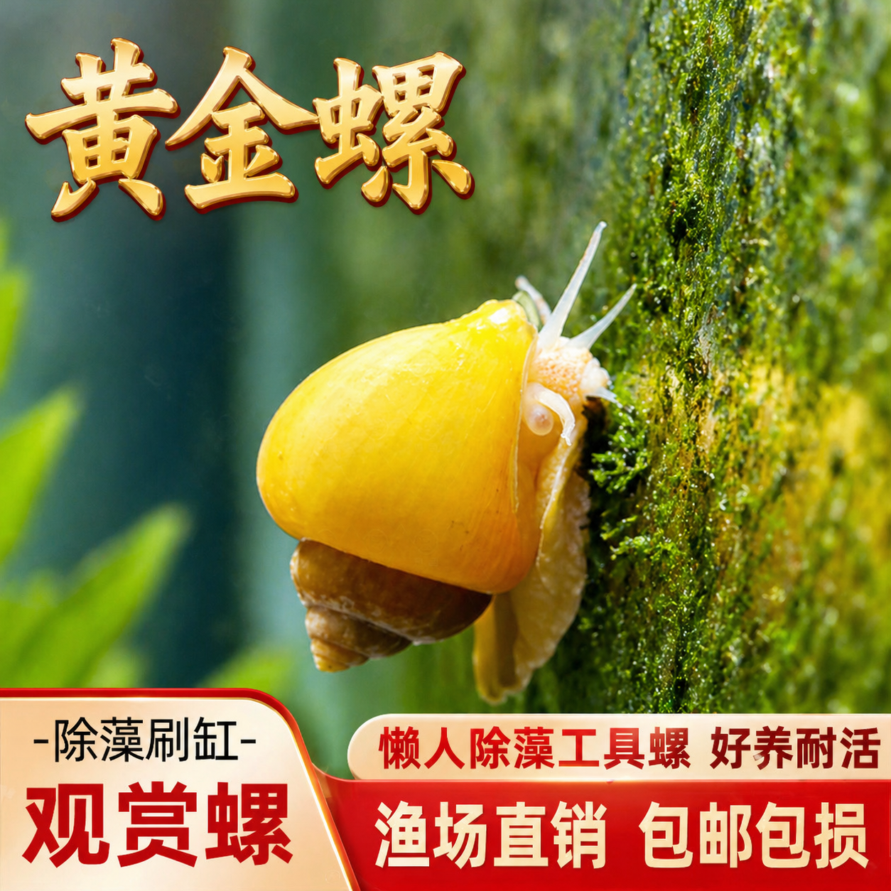 黄金螺除藻螺观赏螺鱼缸清洁黑金刚吃藻苹果斑马螺吃粪工具淡水螺