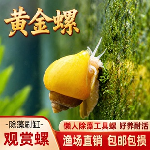 黄金螺除藻螺观赏螺鱼缸清洁黑金刚吃藻苹果斑马螺吃粪工具淡水螺
