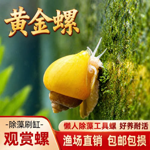 黄金螺除藻螺观赏螺鱼缸清洁黑金刚吃藻苹果斑马螺吃粪工具淡水螺