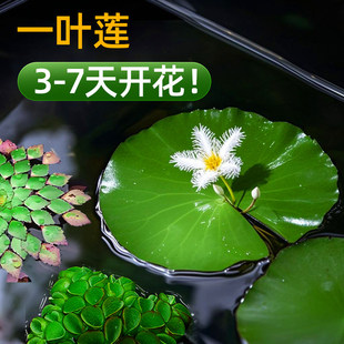 一叶莲水培植物花苞碗莲水生睡莲金银莲四季荷花鱼缸懒人桌面造景