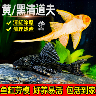鱼缸清洁工清道夫金苔鼠观赏鱼热带女王淡水吃垃圾粪便清理藻类