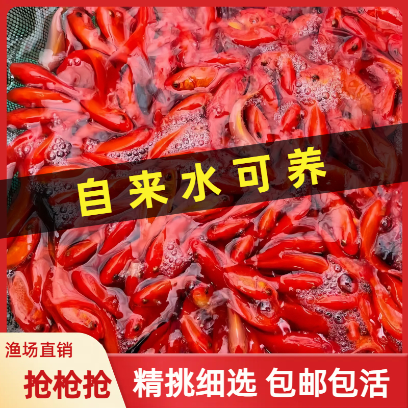 金草鱼苗观赏鱼冷水鱼小型淡水
