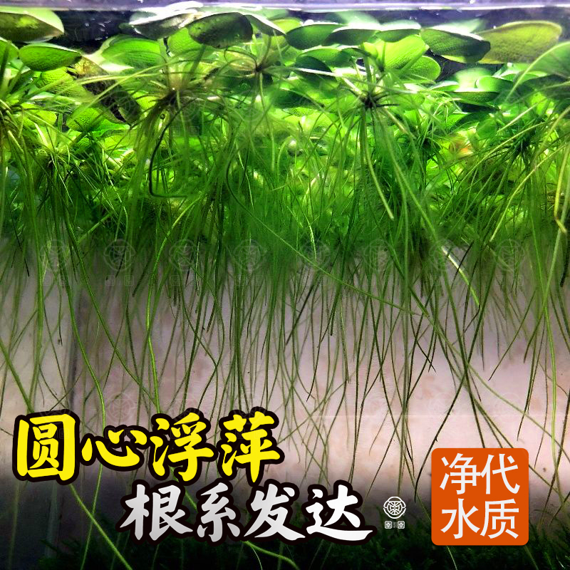 圆心萍水草水培绿植净化水质懒人办公室鱼虾龟缸造景庭院好养浮萍