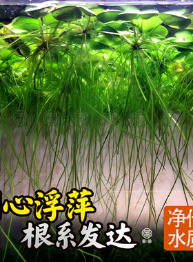 圆心萍水草水培绿植净化水质懒人办公室鱼虾龟缸造景庭院好养浮萍