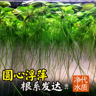 圆心萍水草水培绿植净化水质懒人办公室鱼虾龟缸造景庭院好养浮萍