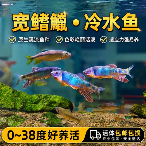 原生缸冷水淡水宽鳍鱲马口鬣鱼