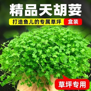 天胡荽水草盒装天湖荽网片造景草坪专用爬地矮珍珠水培净阴性水草