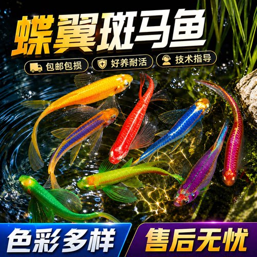 热带小型观赏鱼好养耐活