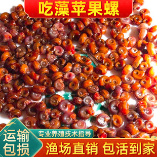 苹果螺除藻螺鱼缸清洁工具螺除藻宠物螺乌龟斑马狗头鱼活体饲料