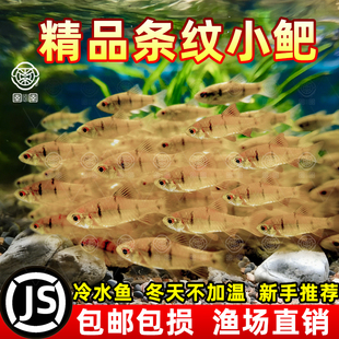 中国斗鱼伴侣条纹小鲃活体吃青苔耐寒冷水原生鱼溪流鱼群游观赏鱼