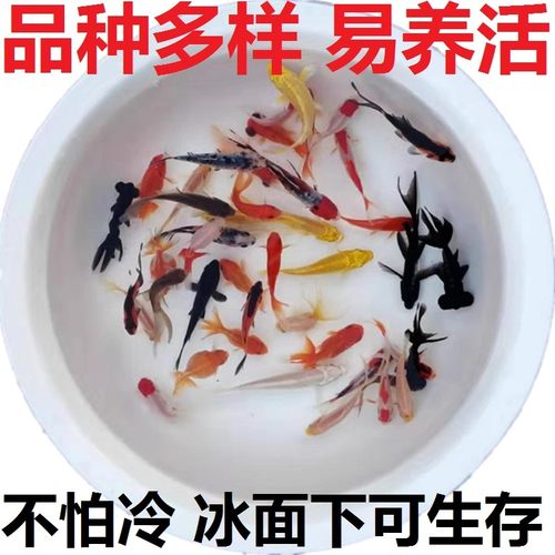 淡水鱼冷水锦鲤耐养好活小金鱼