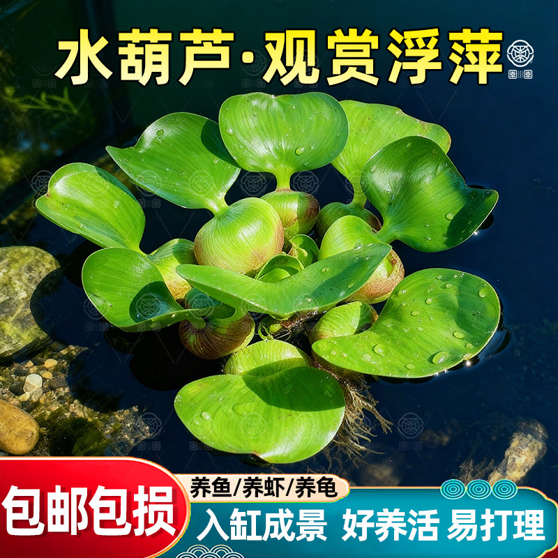 水葫芦水草鱼池造景鱼缸和鱼共养净化水质养鱼水上植物浮萍水草,宠物/宠物食品及用品,水草,淘宝优惠券,粉丝福利购,淘宝优惠卷