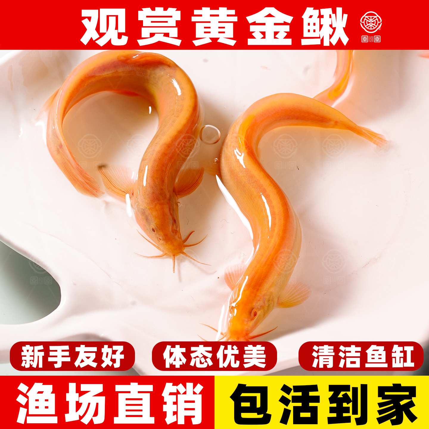 黄金泥鳅冷水观赏鱼黄金泥鳅鱼缸清道夫清洁工具鱼好养耐活鱼