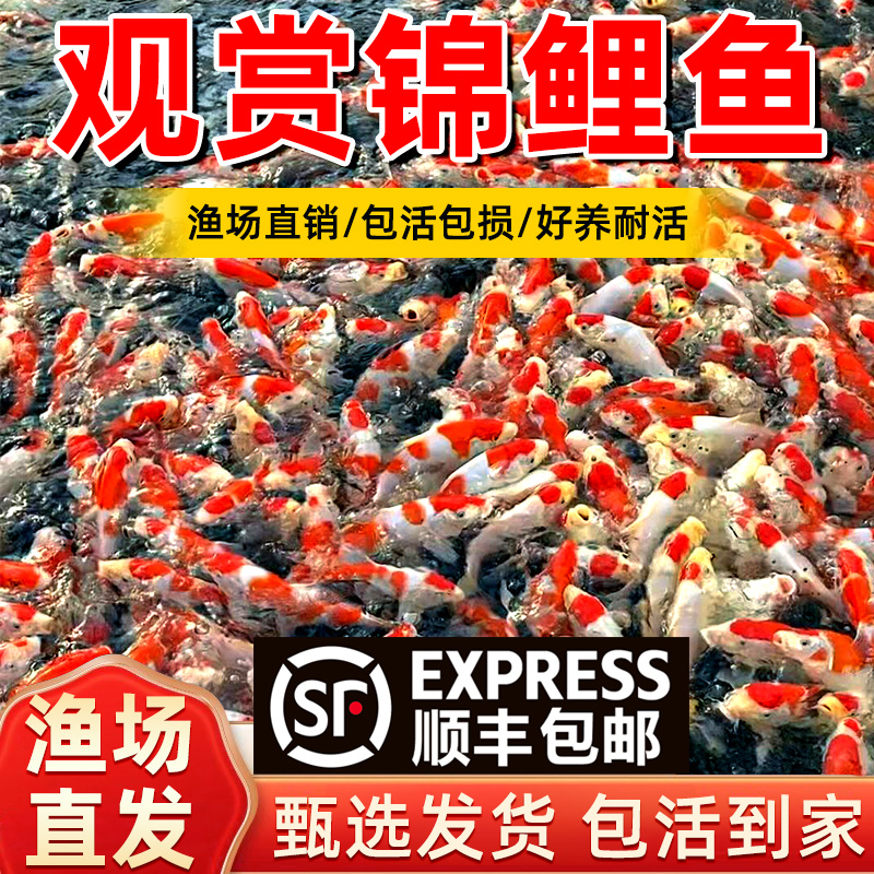 纯种红白三色观赏锦鲤活鱼大型高档冷水淡水金鱼易养耐活鱼苗