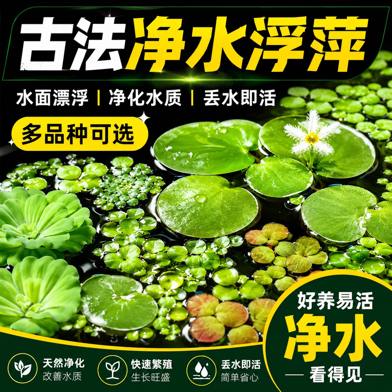 鱼缸浮萍水草活体水培植物浮性净化水质微景观水族箱懒人水草增氧图片