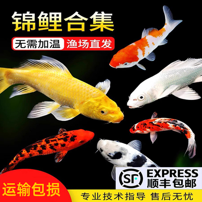 顺丰锦鲤鱼金鱼带水鱼好养耐活冷水鱼活体鱼新手观赏鱼红白三色